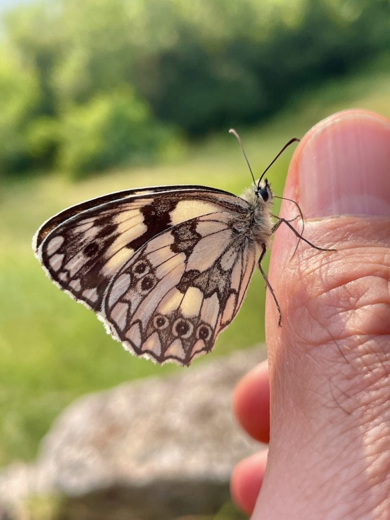 Fotograferen met de iPhone 12 mini, met één hand.