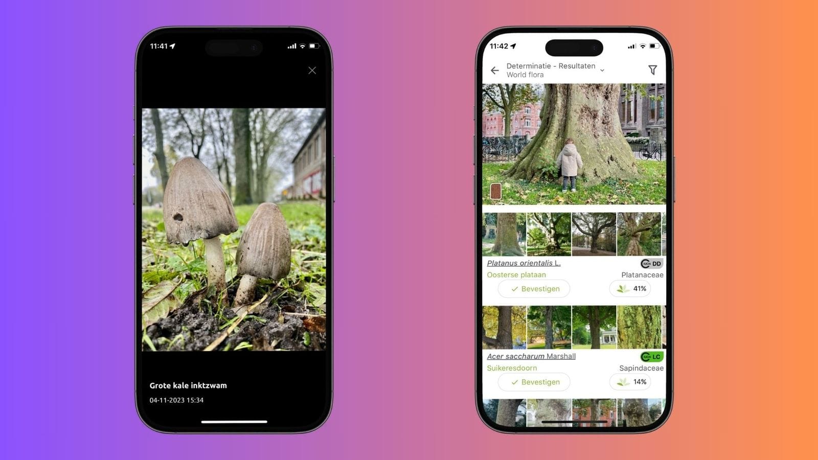 Natuur in actie. Links Obsidentify en rechts PlantNet.